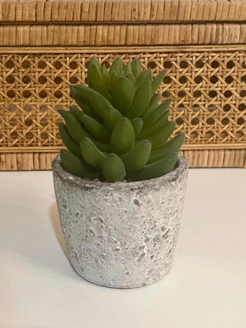 Mini Cactus & Succulent Concrete Planter Home Decor Bundle Set